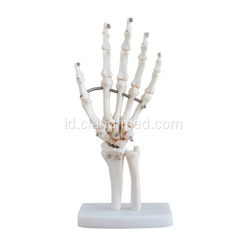 Model Skeleton Bersama Tangan dengan Ukuran Hidup